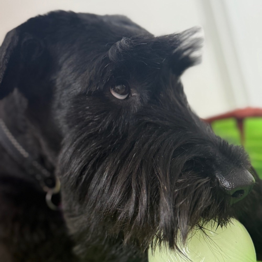 Meet your Posher, Diana